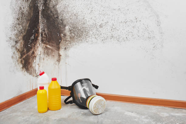 Best Toxic Mold Removal  in Seven Oaks, SC