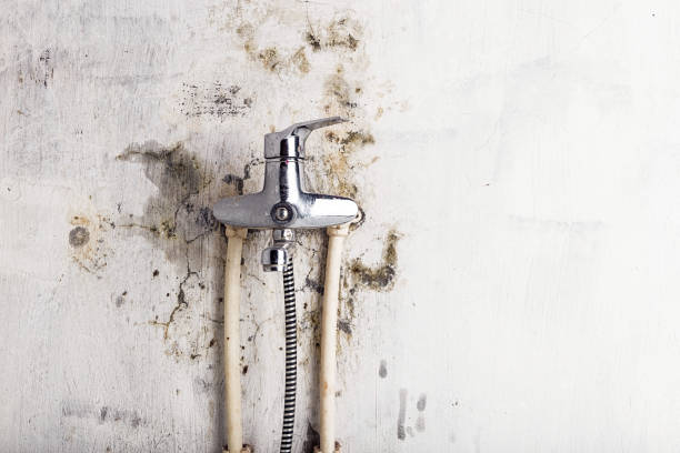 Best Mold Removal Company Near Me  in Seven Oaks, SC