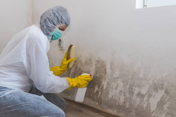 Best Attic Mold Removal  in Seven Oaks, SC