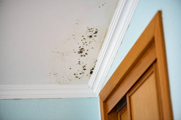 Mold Removal Process in Seven Oaks, SC