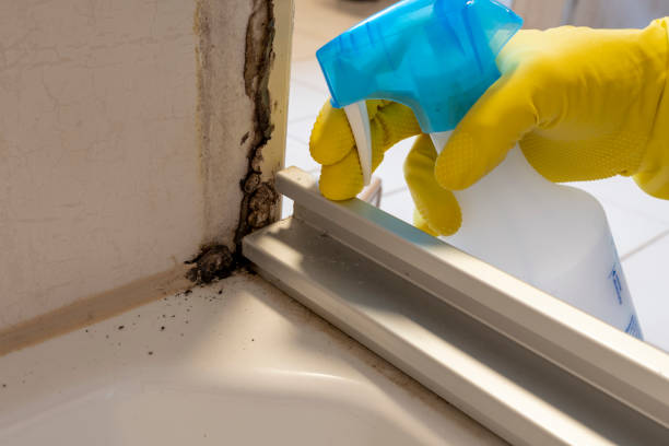 Best Professional Mold Removal  in Seven Oaks, SC