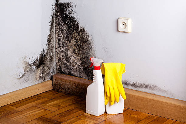 Best Professional Mold Removal  in Seven Oaks, SC