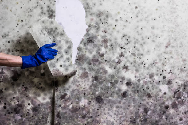 Professional Mold Removal in Seven Oaks, SC